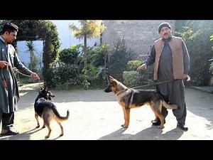 Belgian shepherd Dog vs German Shepherd Dog. | PAKISTAN