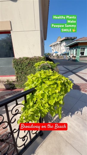 Pawpaw Sammy Loves Beautiful Healthy Plants 🌿 Broadway on the Beach. Myrtle Beach, SC.