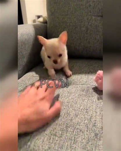 Tiny puppy vs. big pink plushie! Who wins? 😂🐾