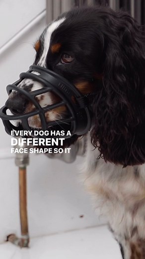 With recent news bringing changes to dog breeds and muzzle wearing, it is the perfect time to get to grips with fitting a muzzle on your dog. Every owner will benefit from training their dog to comfortably and safely wear a muzzle. After all, you never know when one might come in handy 🤗🧡 #petscorner #petshop #petadvice #dogs #dogtips #dogmuzzle #dogmuzzletraining #muzzletraining #newmuzzlelaws #dogsafety #dogtraining #dogtrainingtips #petscorneradvice | Pets Corner