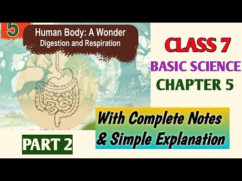 Class 7 Basic Science Chapter 5 Human body Wonder Digestion and Respiration Kerala Syllabus| Part 2
