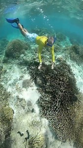 3.7K views · 113 reactions | Lady Elliot Island Eco Resort's Master...