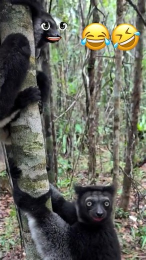 Funny Animal Voice Over 🤣Animals Talking Like Humans Hilarious Animal Voice DubbingUltimate Comedy