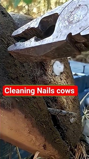 🌹Specialized use of tools for removing nails and metallic objects lodged in a cow’s hoof🐄🐂
