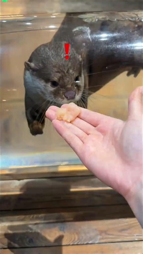 Cute Otter’s Reaction to Chicken Piece! #yt #shortsfeed
