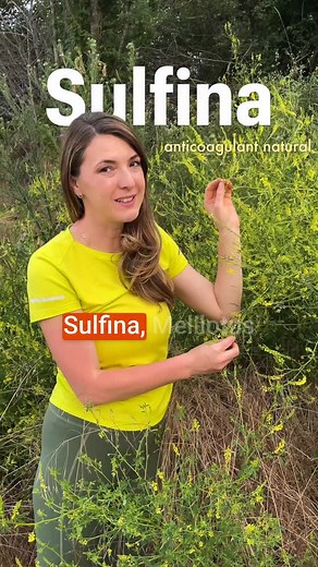 Știai că există două tipuri de sulfină? 👉 Sulfina galbenă (Melilotus officinalis) – Flori galben-aurii, parfum dulce-vanilat. – Cea mai folosită în fitoterapie, are efecte medicinale puternice: circulație, ficat, digestie, insomnii. 👉 Sulfina albă (Melilotus albus) – Flori albe, mai mici, cu parfum discret. – E considerată mai slabă ca acțiune terapeutică și mai rar folosită medicinal. Atenție: ambele se folosesc doar uscat, în doze moderate. Tu știai că sulfină galbenă și cea albă nu au acele