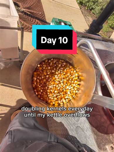 day Ten, 512 kernels 🍿 | Corn Kernel