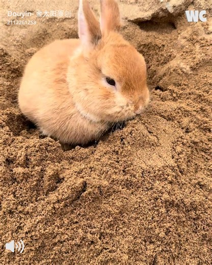 673K views · 17K reactions | Adorable Bunny Moments That Will Melt Your Heart! | Watercooler | Facebook