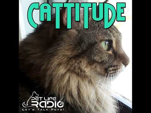Cattitude - Episode 300 - Valerie Bertinelli Talks Cats, Chaos & Cat Mom Life