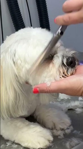 How to trim dogs eyes! Follow for more tips! #lovemud #doggrooming #doggroomingtips #dogvideos #dogs