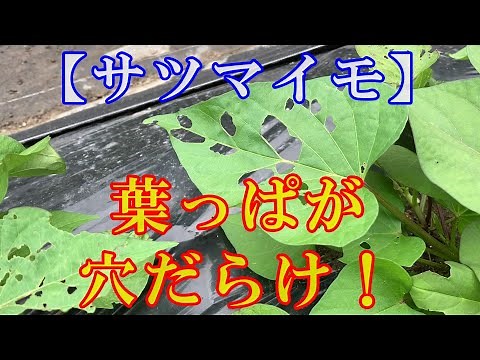 【サツマイモ】葉っぱが穴だらけ！