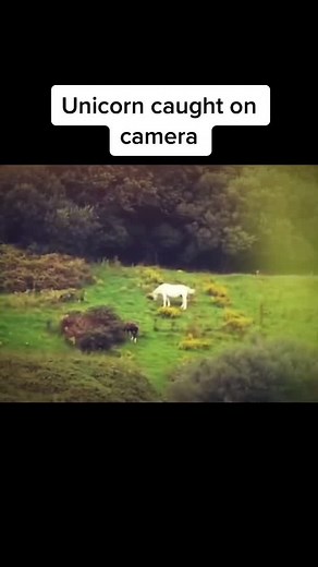 Unicorn Caught on Camera in Scotland?