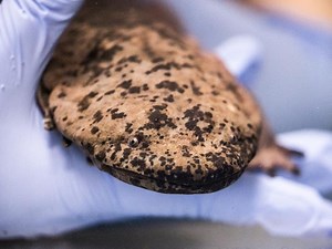 World’s largest amphibian goes on display at London Zoo