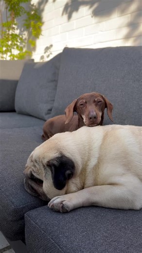 Pugs Whisperer on TikTok