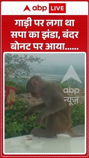 Viral Video | गाड़ी पर लगा था सपा का झंडा, बंदर बोनट पर आया |#ytshorts #breakingnews #samajwadiparty
