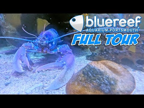 Blue Reef Aquarium Portsmouth Full Walkthrough (August 2025) [4K]