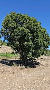 1.7K views · 57 reactions | CHAPOTE PRIETO DIOSPYROS TEXANA . . DEL...