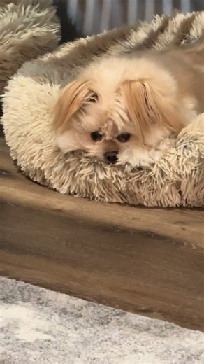 Pouty McPouts: Adorable Dog Expressions