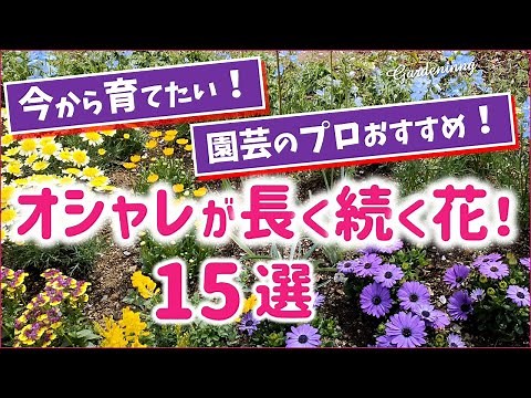 [Gardening] Essential for spring flower beds! Introducing 15 durable and stylish flowers that wil...