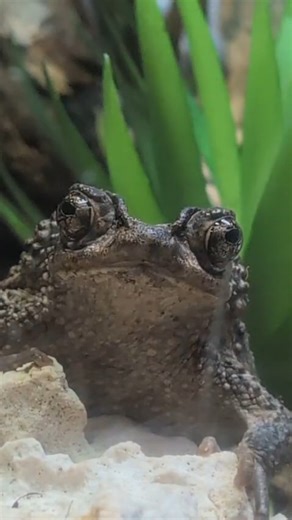 From Puerto Rico to the global stage 🐸🇵🇷 Bad Bunny’s DeBÍ TiRAR MáS FOToS is about slowing down and appreciating what we have while we still can. The Puerto Rican Crested Toad is endangered and exists only in Puerto Rico—making every sighting a reminder of why conservation matters. Come see the “sapo concho” at Zoo Miami and tirar your own fotos of our amphibian friend. | Zoo Miami