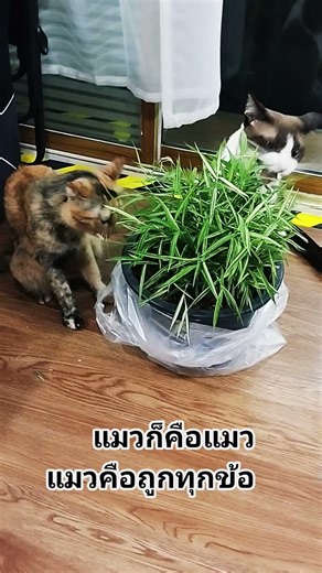 ที่สุดแล้วล่ะ #ดันขึ้นฟีดที #คลายเครียด #cat #แมว #cute #funny #cutecat #แมวตลก #pets #แมวน่ารัก