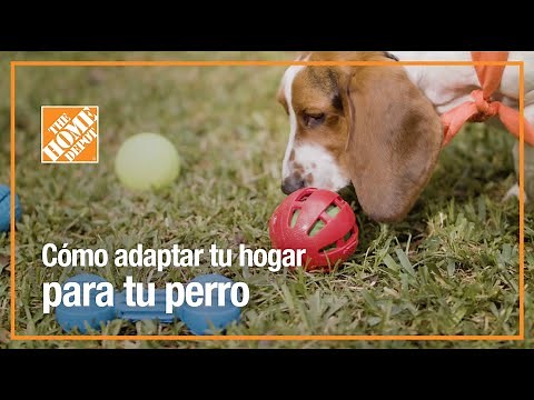 Cómo adaptar tu hogar para tu perro | Mascotas