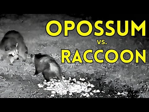Opossum vs Raccoon: Chubby’s Tail-Touch Surprise! | Trail Cam Wildlife