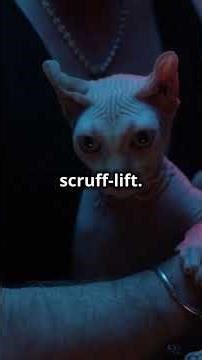 Should You Scruff Your Cat? The Truth Revealed! #shorts