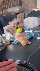 Freddy doesn’t quite have the rules of fetch down yet #yorkie #dogsoftiktok | Yuzu The Yorkie