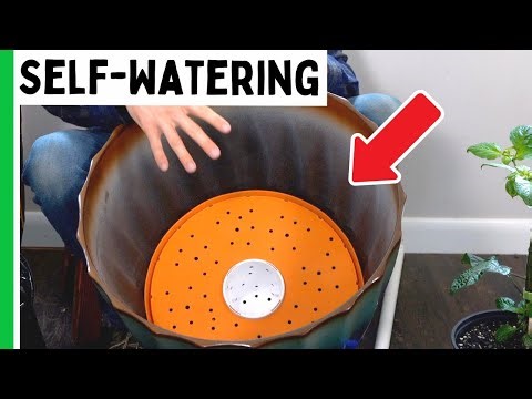 Grow HUGE Peppers With Self-Watering Containers (How-To Guide)