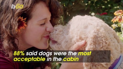 How Fellow Passengers Feel About Pets on Planes