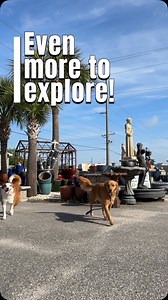 Exploring the Outdoor Center pt 2! Always something new to find at Hoods, with an inventory this big! #hoodsinfoley #allgoodathoods #pups #frontporchdecor #frontporchview #explore #outdoorcenter #foleyalabama #gulfofamerica #porchgoose | Hood's Home Center Foley