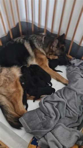 Тихий момент нашей семьи. Без спешки. Без шума. Только любовь и терпение 🐾 #мамасобака #кормящаямама #щенки #унасвсехорошо #восстановление #любовьизабота #puppylife #dogmom