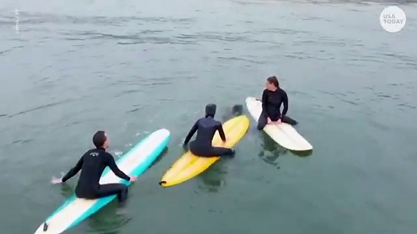 Baby seal hops on surfboards, learns to catch waves alongside surfers | USA TODAY