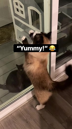 When she catches it 😂 #cat #catlife #feralcats #funnyvideos | Baby and Blue