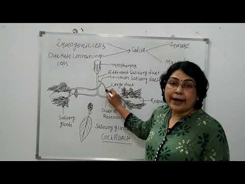 Salivary Glands Of Cockroach.