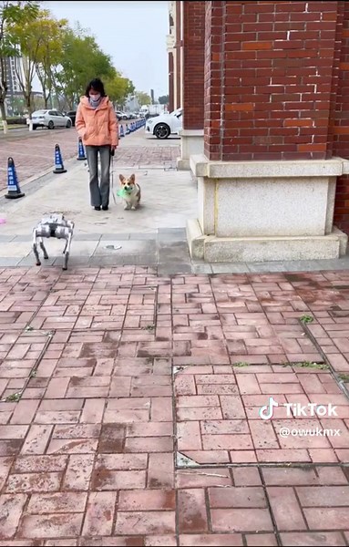 UNITREE GO2 cyberdog. #unitree #unitreego2 #unitreerobotics #roboticdog #cyberdog #china