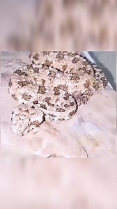 103K views · 650 reactions | INCREDIBLE SNAKE MIMICS SPIDER TO HUNT BIRDS #SpiderViper #Snake #facts #trending #viral #reels #factvideo #wildlife #fb #good | Deep Access | Facebook