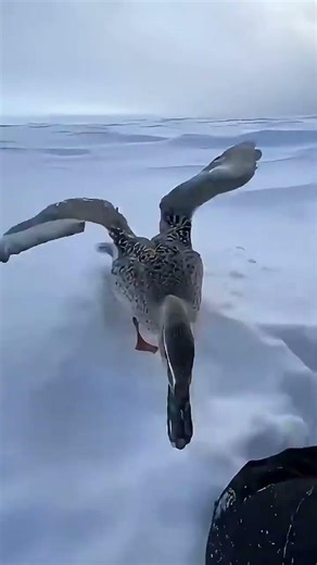 A rescuer finds a duck frozen and motionless in extreme winter conditions — and carefully frees
