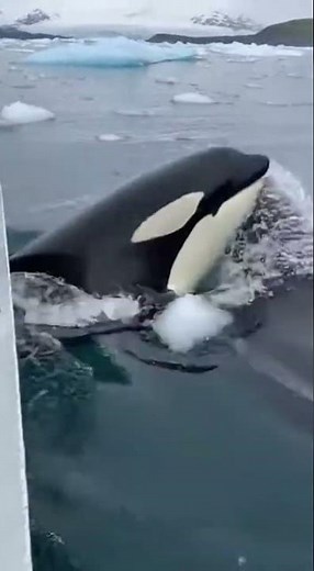 Alaska Orcas Launch Pincer Attack on Seal Pup! 😱