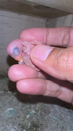 4.7K views · 298 reactions | after 10min of introducing the irn cleartail chick..SUCCESS列 | Myko's Aviary | Facebook