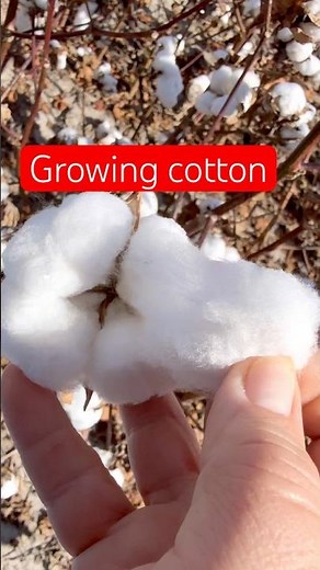 COTTON ripe and ready to harvest. So beautiful!!!! #cotton #natural #cottonplant #cottonfields