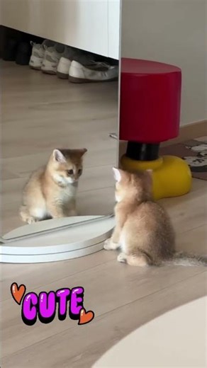 cute animals funny videos shorts