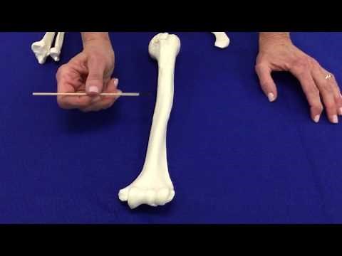Appendicular skeleton - Arm bones