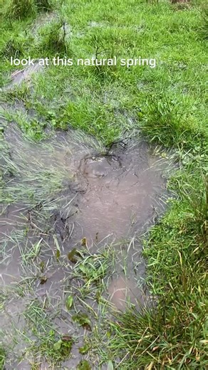 Discovering a Natural Spring in New Zealand