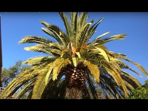 The Skinny on the Fat Trunk Canary Palm, Phoenix canariensis.