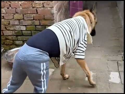 "Dog’s New Look: Too Cool to Handle 😆👕👖"| Sleepy Paws |