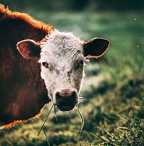 Grass-fed Ghee: 7 Best Facts To Know Before You Buy