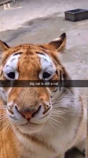Tiger Meowing: Do Big Cats Meow like Regular Cats?