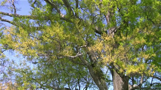 Explosive allergy season is here; tracking high tree pollen in Central Virginia